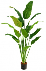 Traveller palm 180cm